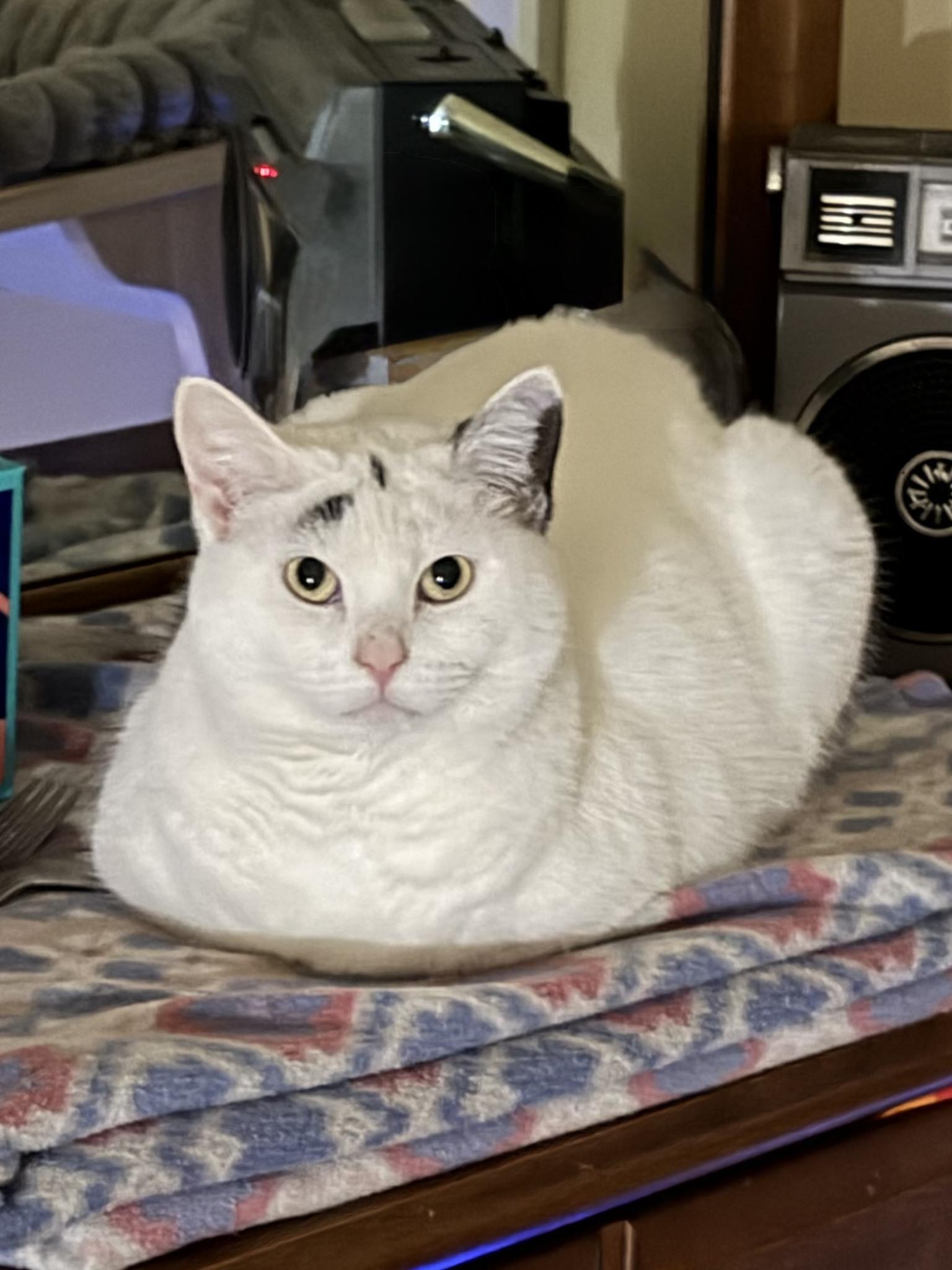 Enlarge Queen Dora, a Adoptable Domestic Short Hair in Ipswich, MA image 5/5