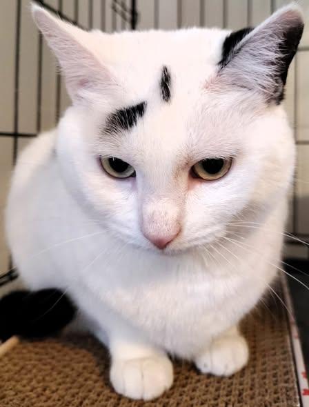 Enlarge Queen Dora, an adopted Domestic Short Hair in Ipswich, MA image 6/6