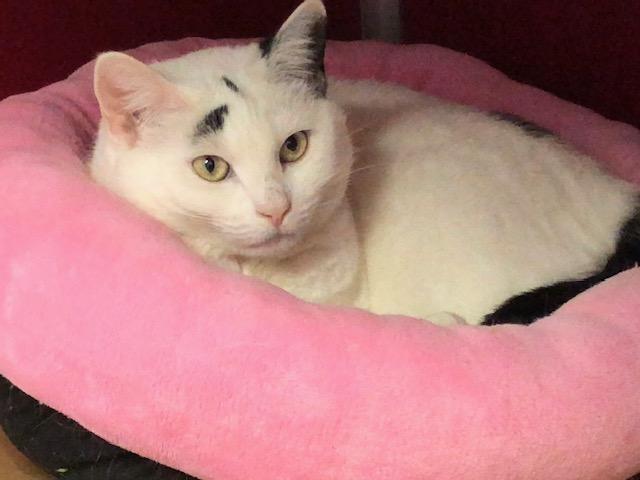 Enlarge Queen Dora, a Adoptable Domestic Short Hair in Ipswich, MA image 3/5