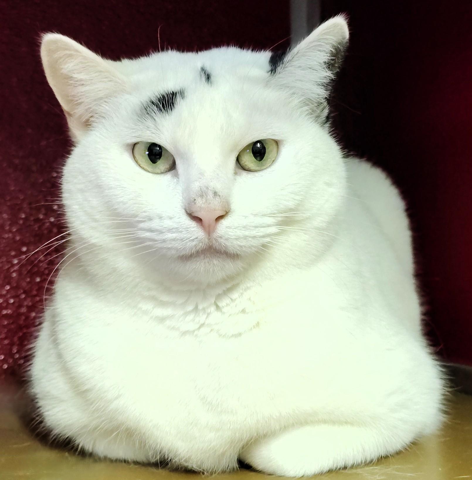 Enlarge Queen Dora, a Adoptable Domestic Short Hair in Ipswich, MA image 1/6