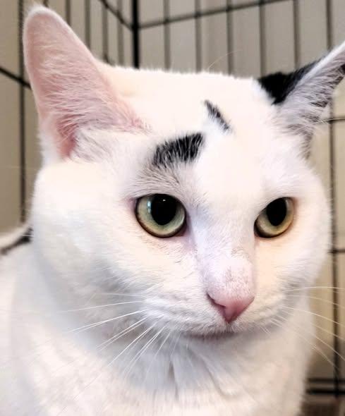 Queen Dora, adopted, Adult Female Domestic Short Hair.