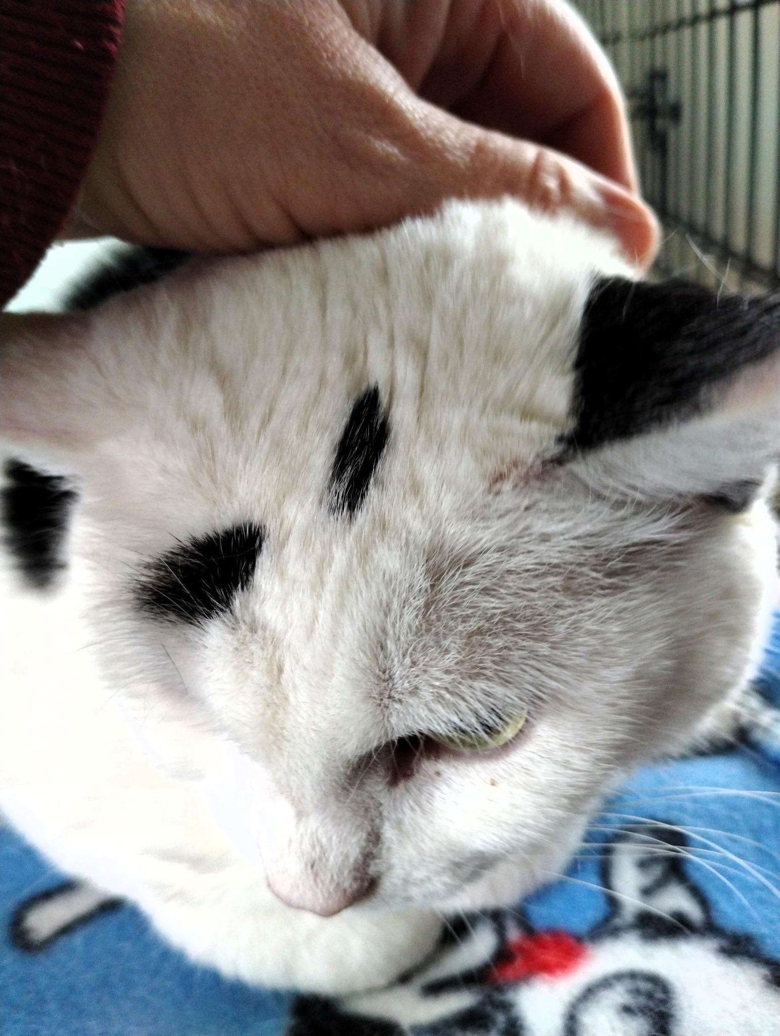 Enlarge Queen Dora, a Adoptable Domestic Short Hair in Ipswich, MA image 6/6