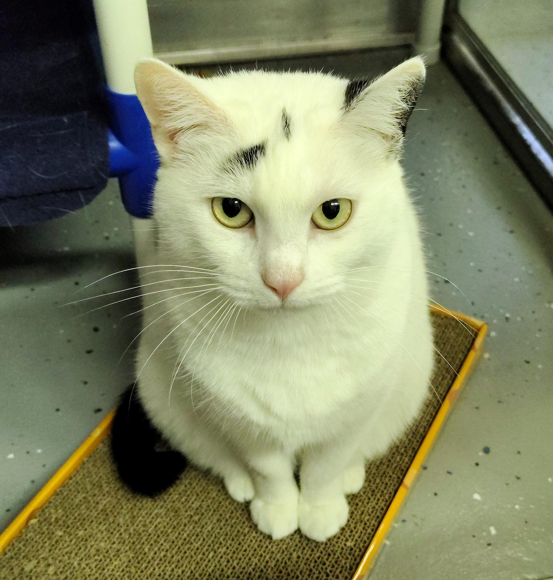 Enlarge Queen Dora, a Adoptable Domestic Short Hair in Ipswich, MA image 2/5