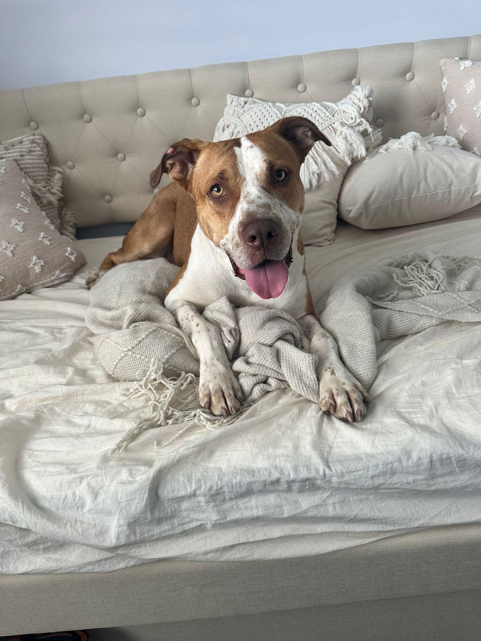 Enlarge BELLA, a Adopted American Bulldog in Margate, FL image 1/3