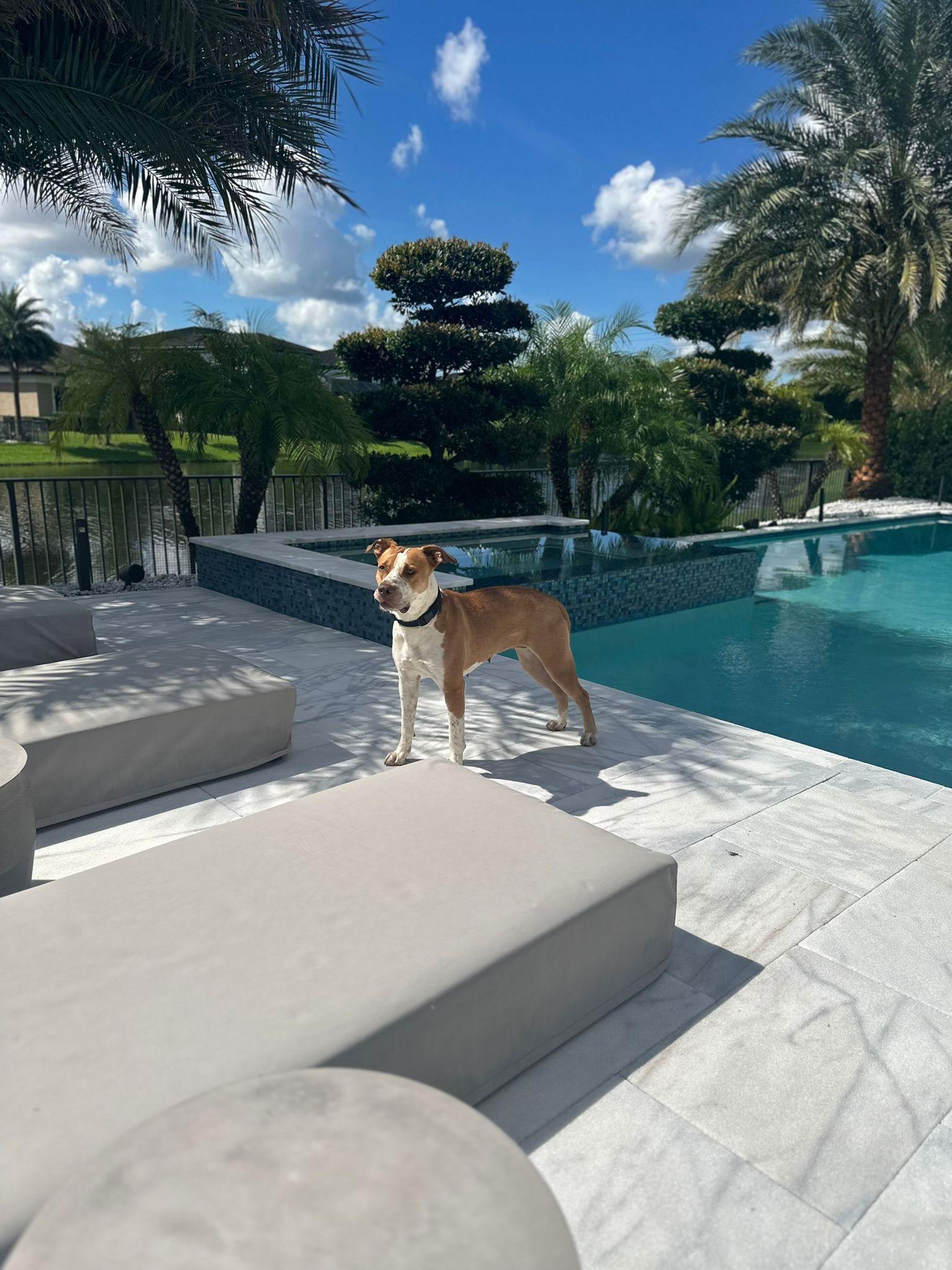 Enlarge BELLA, a Adopted American Bulldog in Margate, FL image 2/3