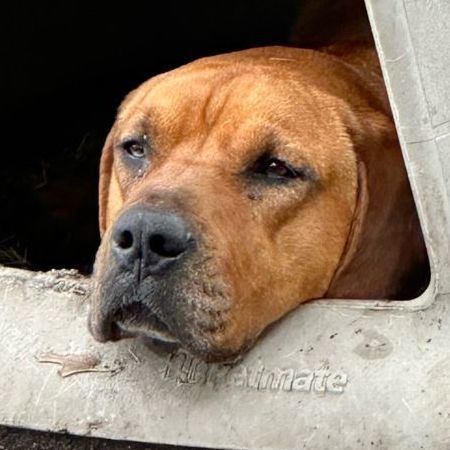 Ranger, a Adopted mixed breed in Kerrville, TX image 1/6