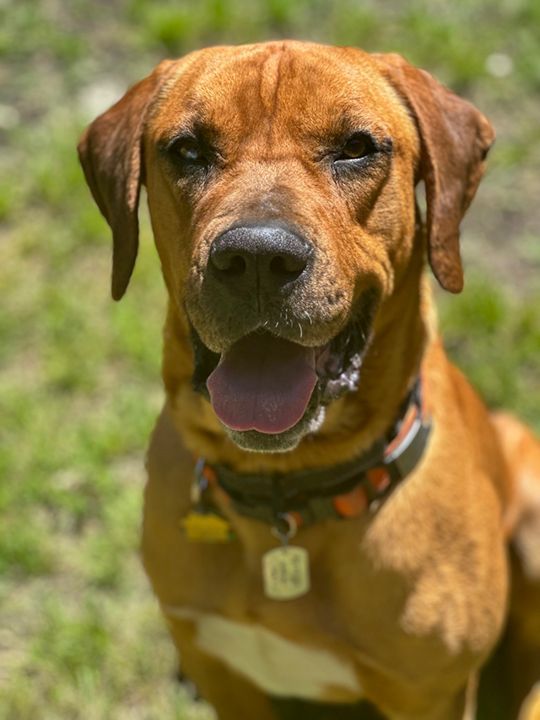 Ranger, a Adopted mixed breed in Kerrville, TX image 2/6