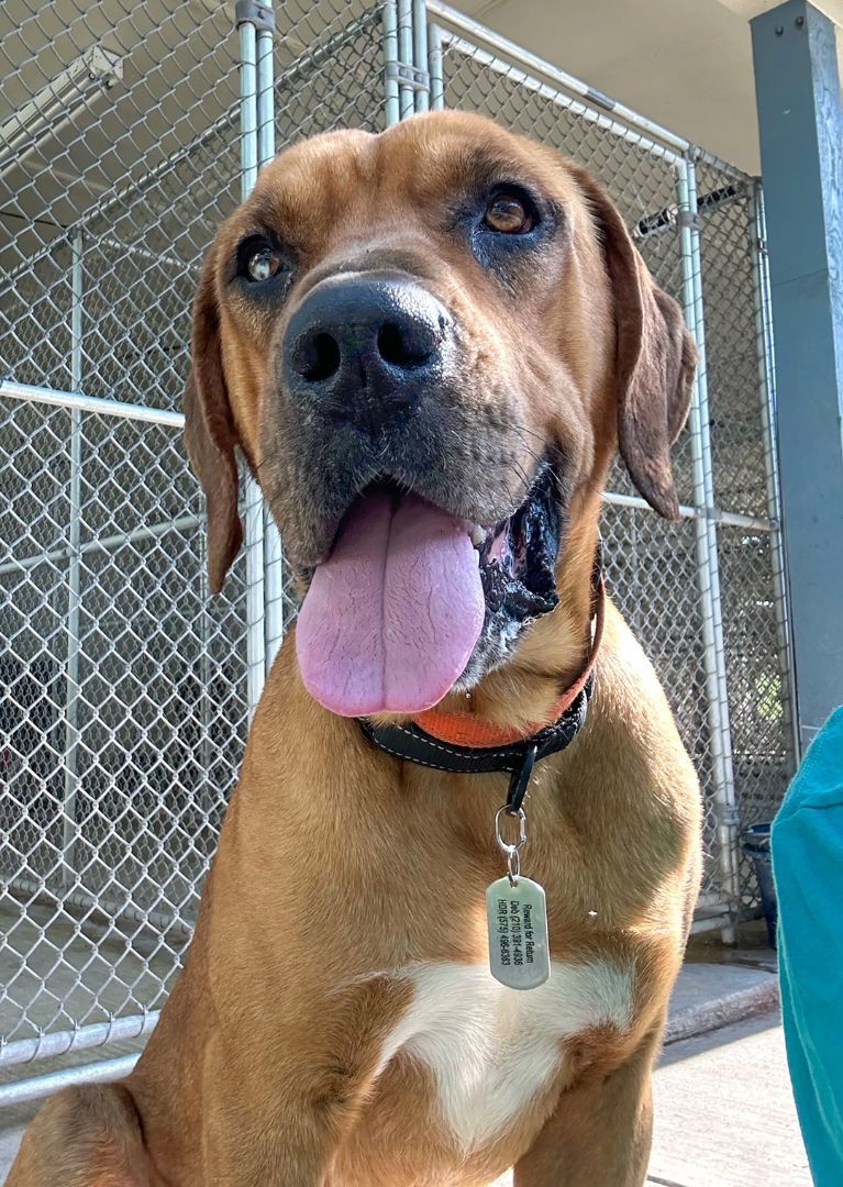 Ranger, a Adopted mixed breed in Kerrville, TX image 3/6