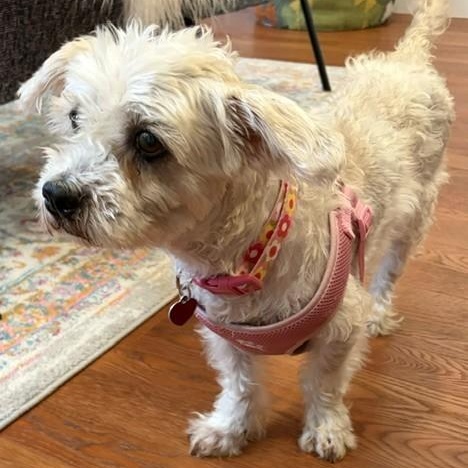 Betsy, a ADOPTABLE Shih Tzu in Boca Raton, FL image 5/6