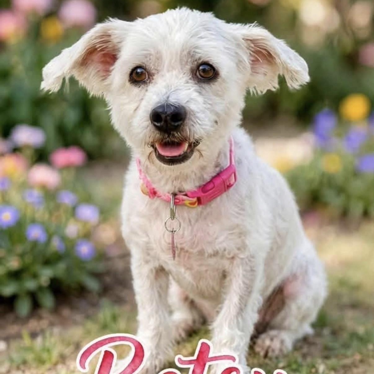 Enlarge Betsy, a Adopted Shih Tzu in Boca Raton, FL image 3/6