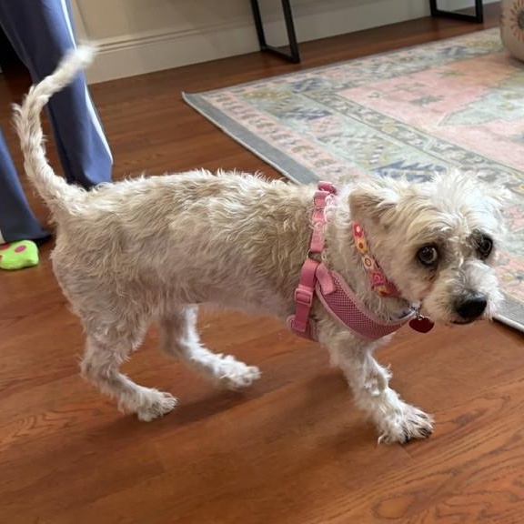 Betsy, a ADOPTABLE Shih Tzu in Boca Raton, FL image 2/6