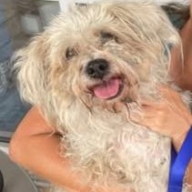 Betsy, a ADOPTABLE Shih Tzu in Boca Raton, FL image 6/6