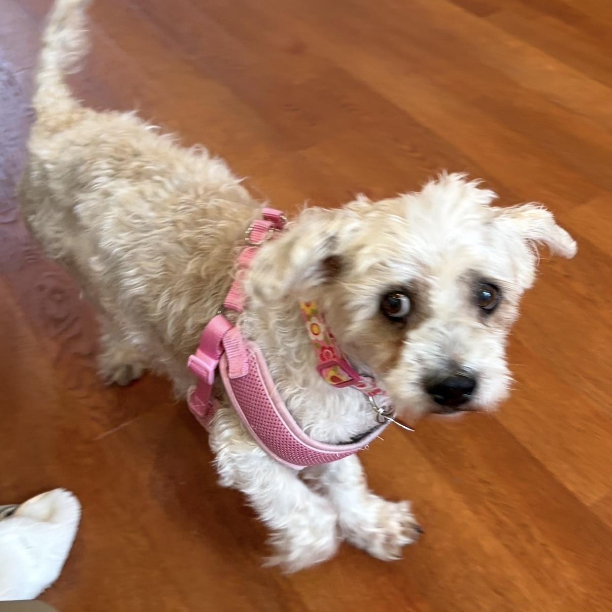 Betsy, a ADOPTABLE Shih Tzu in Boca Raton, FL image 1/6