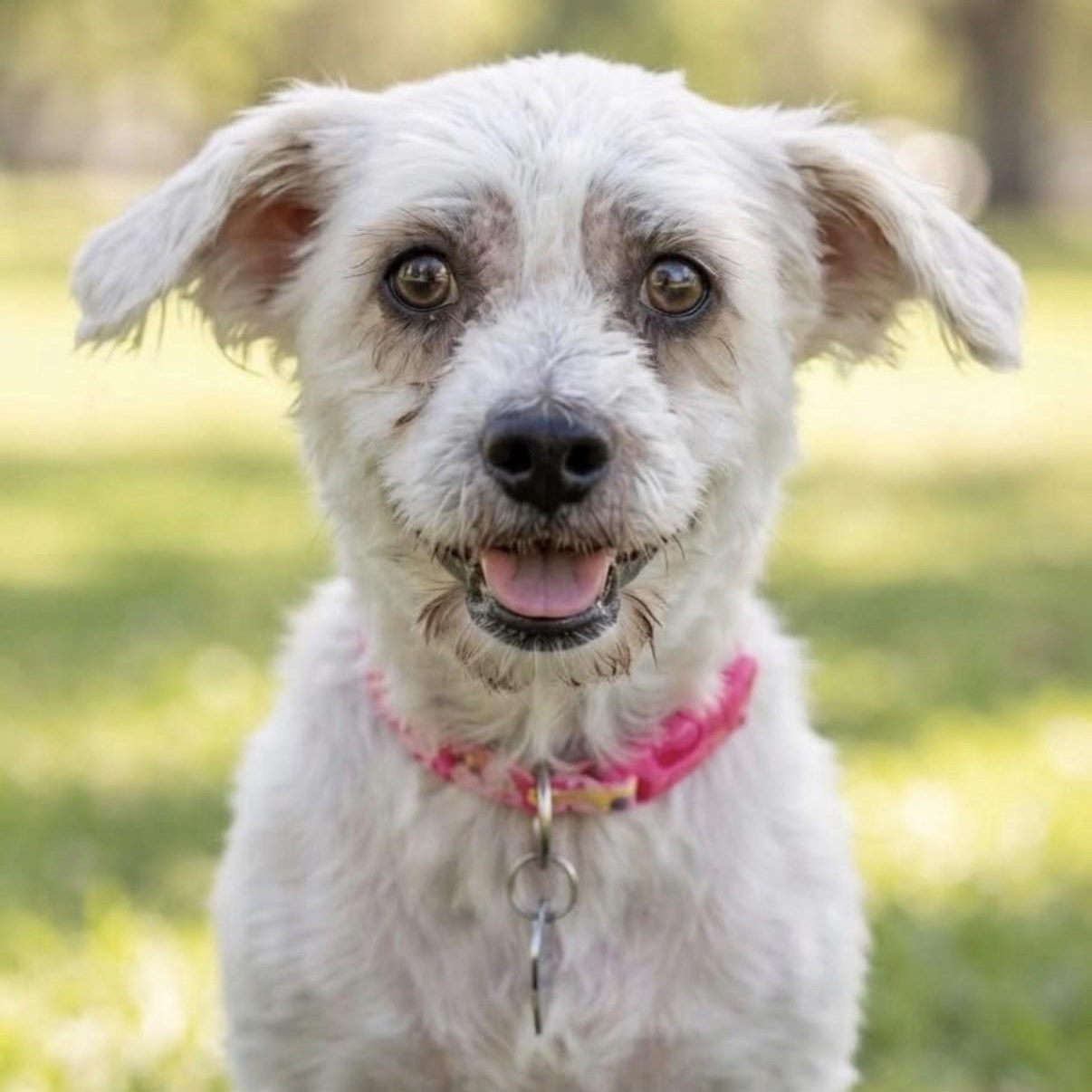 Betsy, Adopted, Senior Female Shih Tzu.