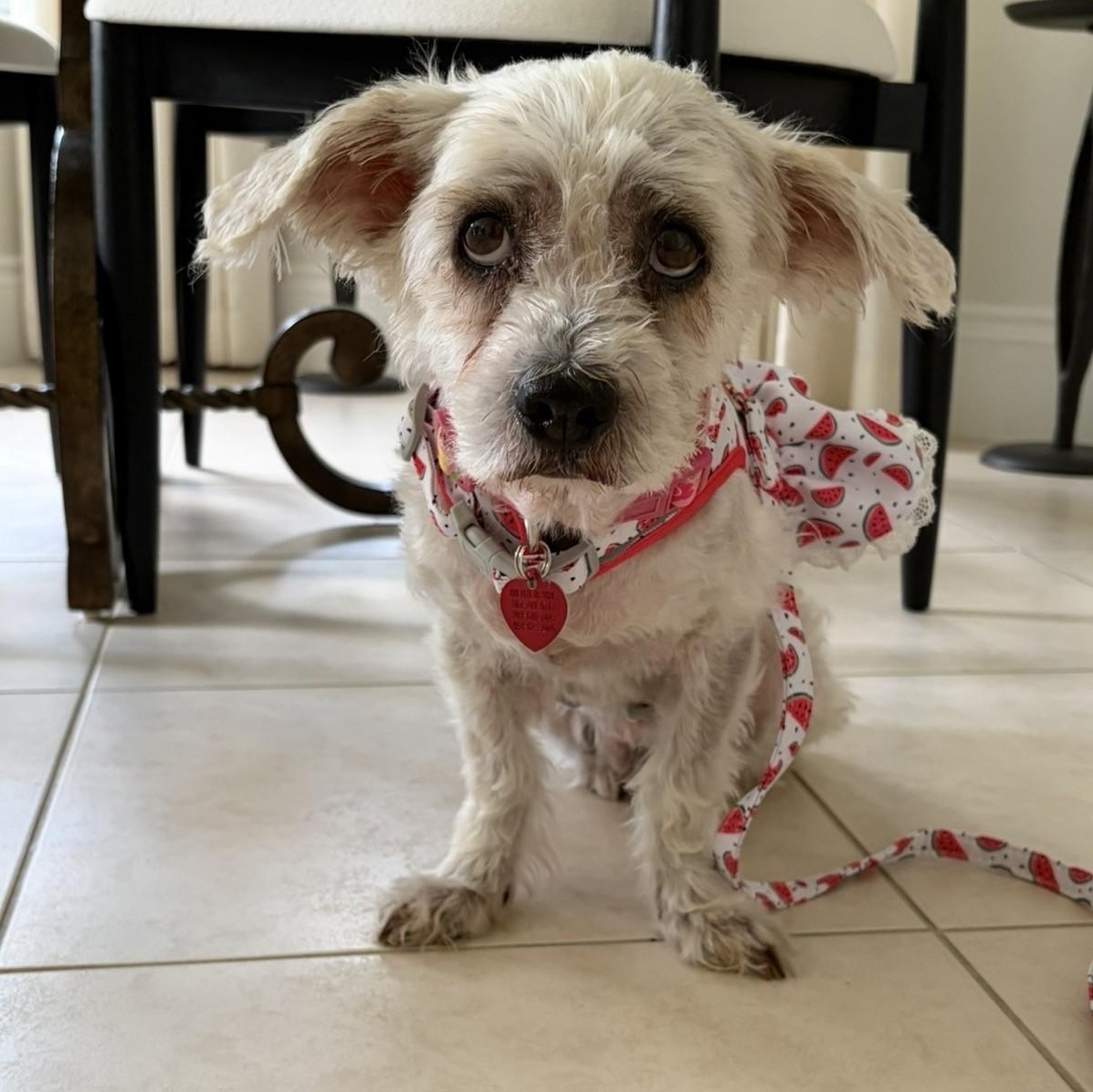 Betsy, a ADOPTABLE Shih Tzu in Boca Raton, FL image 3/6