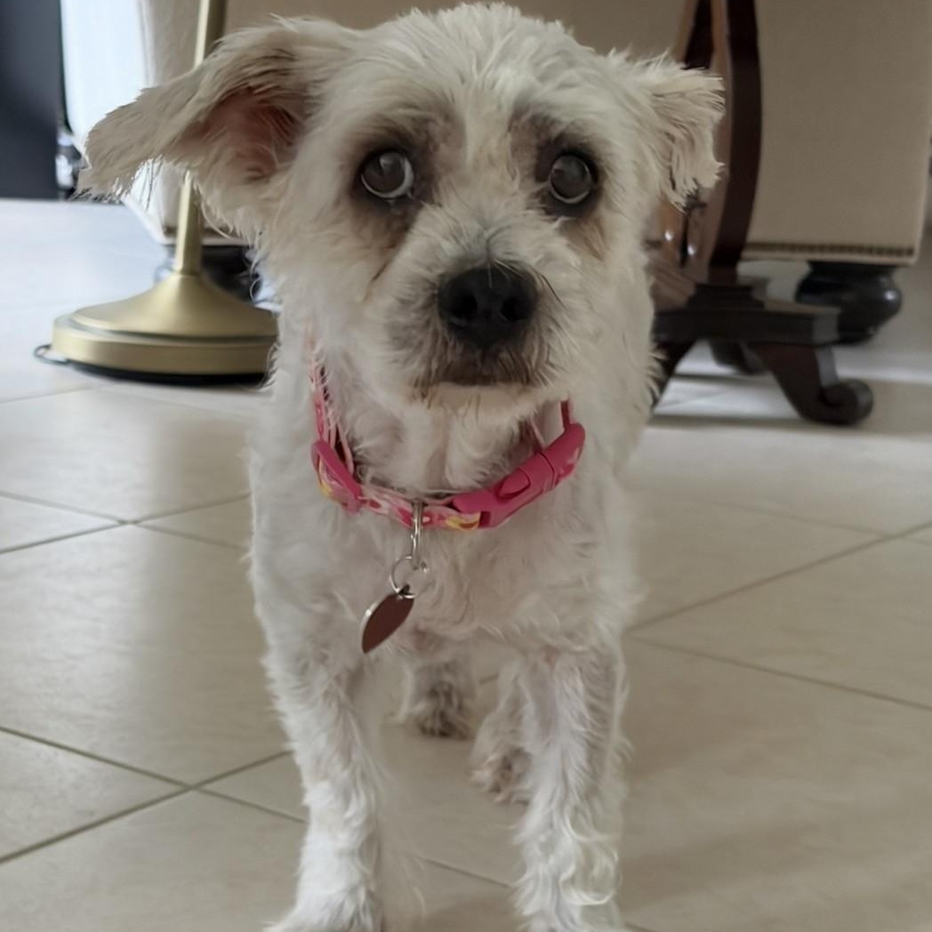 Betsy, a ADOPTABLE Shih Tzu in Boca Raton, FL image 4/6