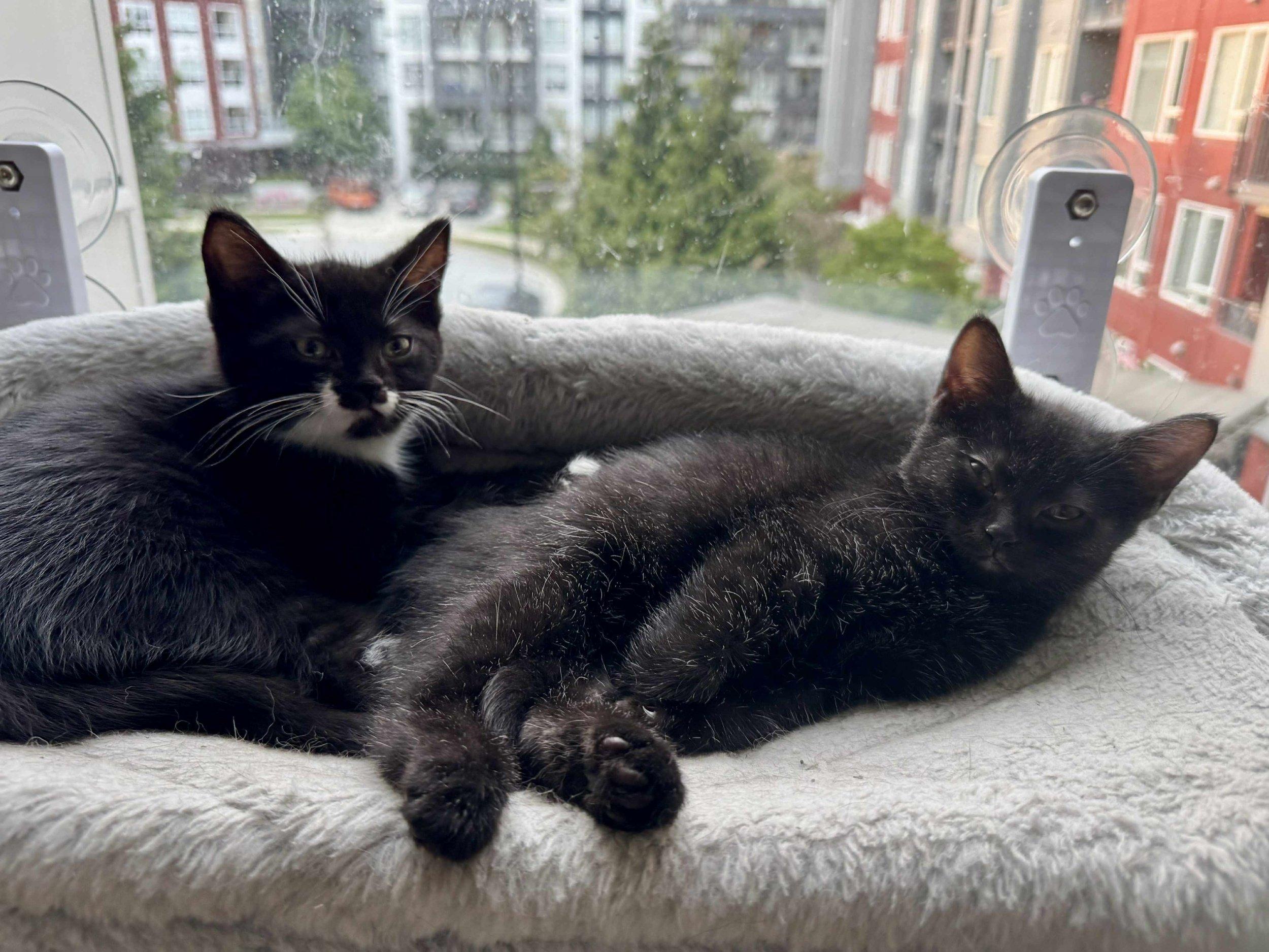 Ewok & Yoda, Baby Male Domestic Short Hair