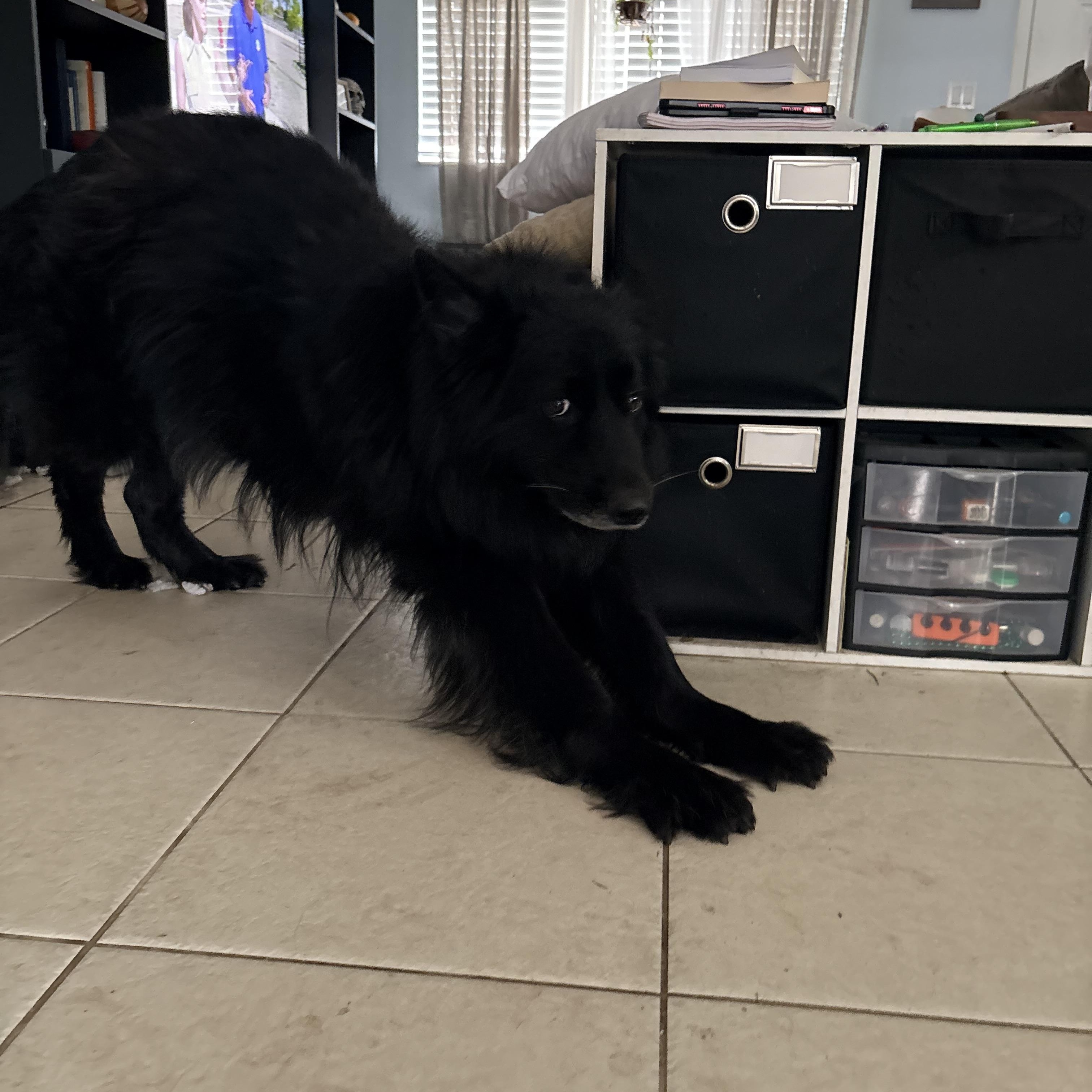 Enlarge Blackie(Blackbeard), a ADOPTABLE German Shepherd Dog in Port Saint Lucie, FL image 2/4