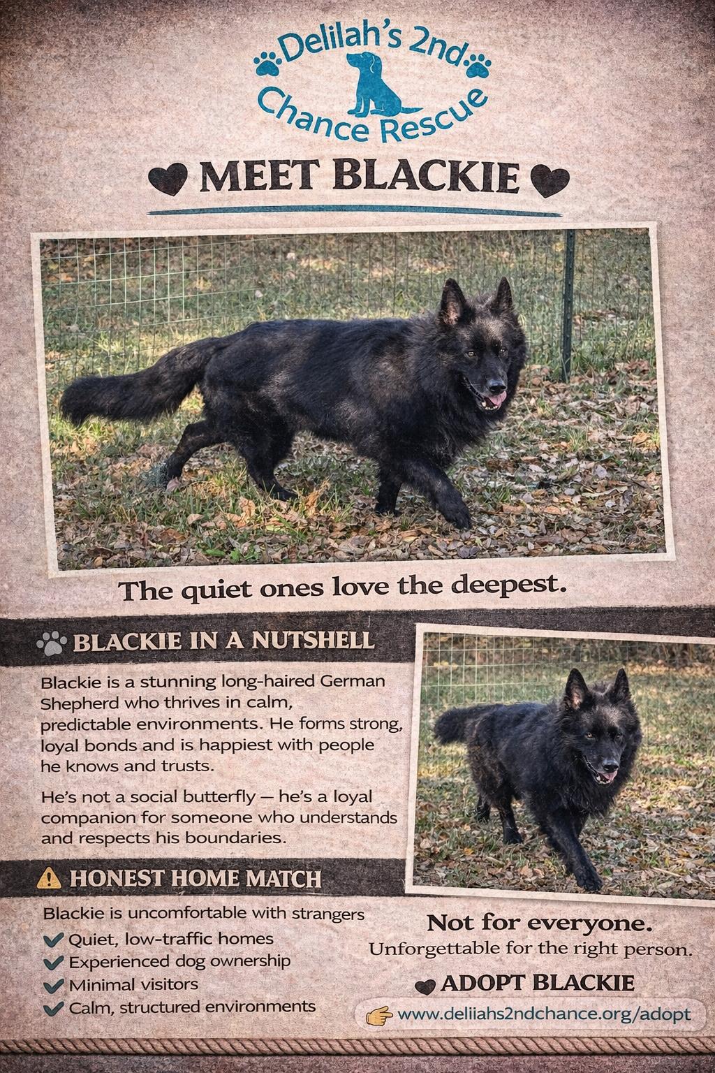 Blackie(Blackbeard), ADOPTABLE, Adult Male German Shepherd Dog.