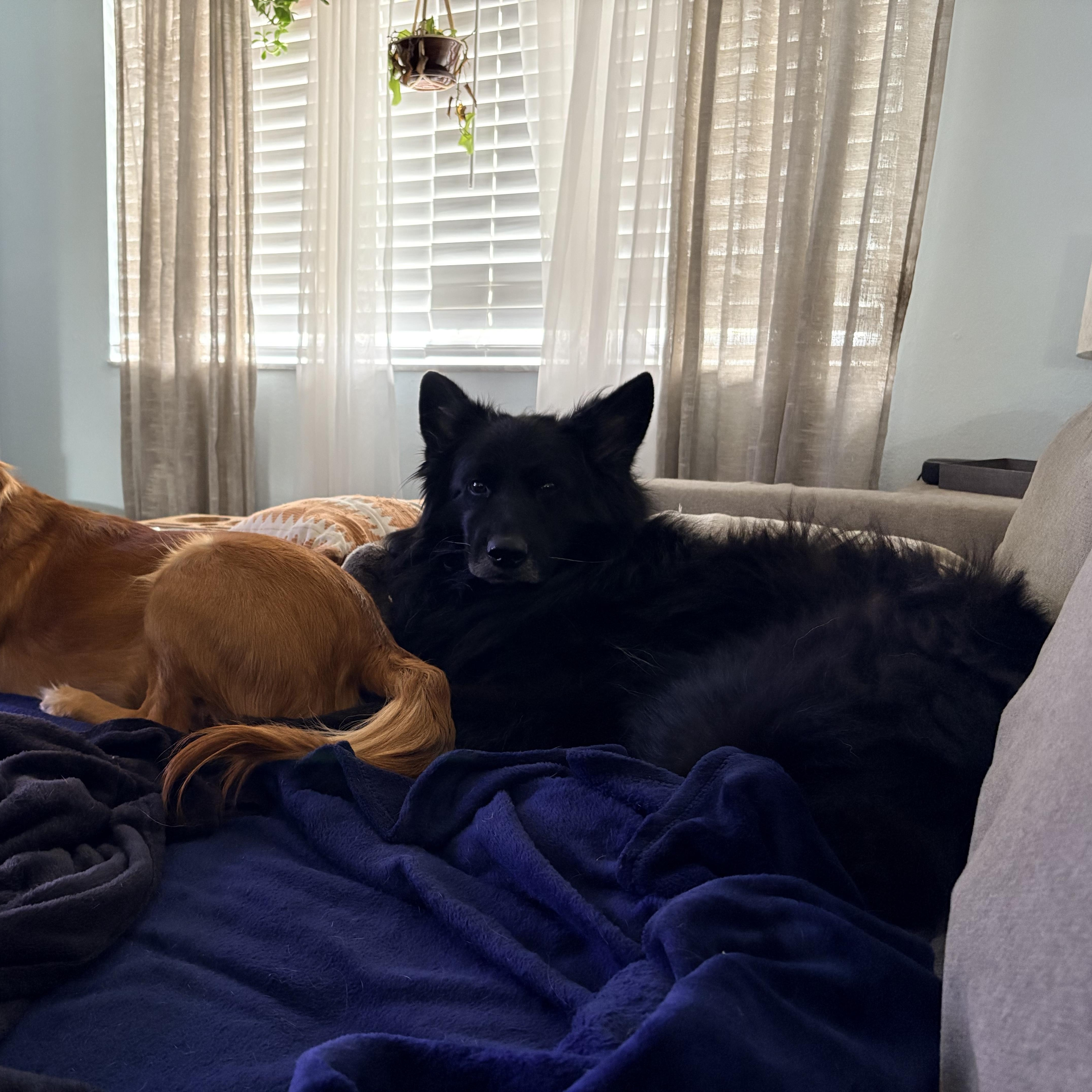 Enlarge Blackie(Blackbeard), a ADOPTABLE German Shepherd Dog in Port Saint Lucie, FL image 3/4