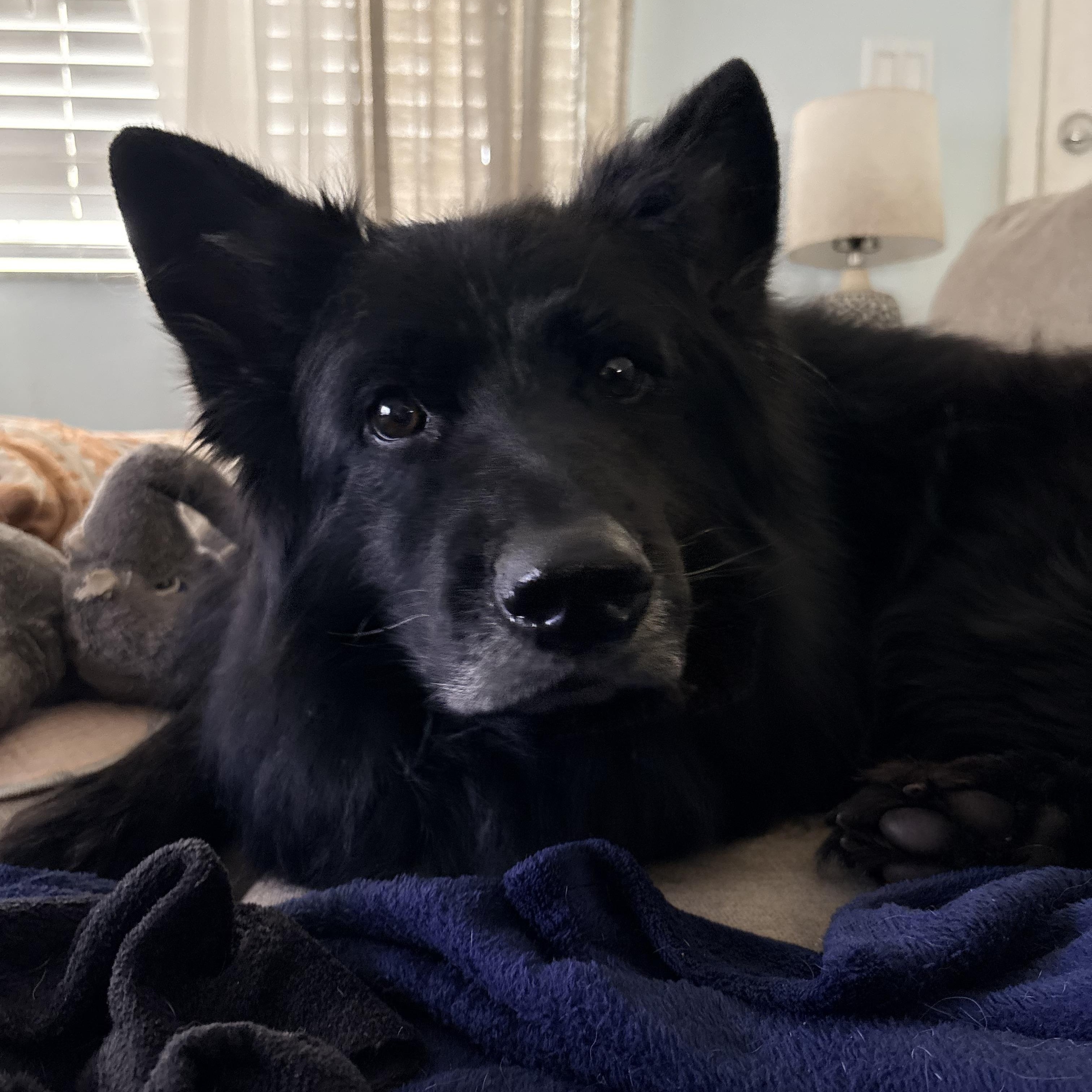 Enlarge Blackie(Blackbeard), a ADOPTABLE German Shepherd Dog in Port Saint Lucie, FL image 4/4