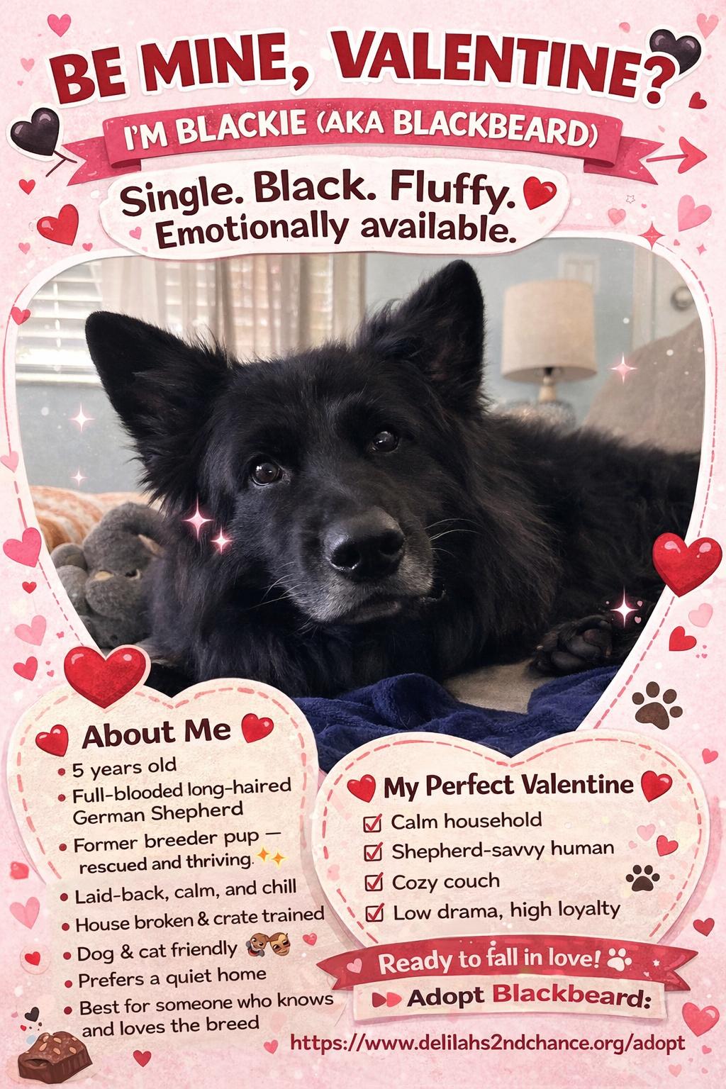 Enlarge Blackie(Blackbeard), a ADOPTABLE German Shepherd Dog in Port Saint Lucie, FL image 1/4