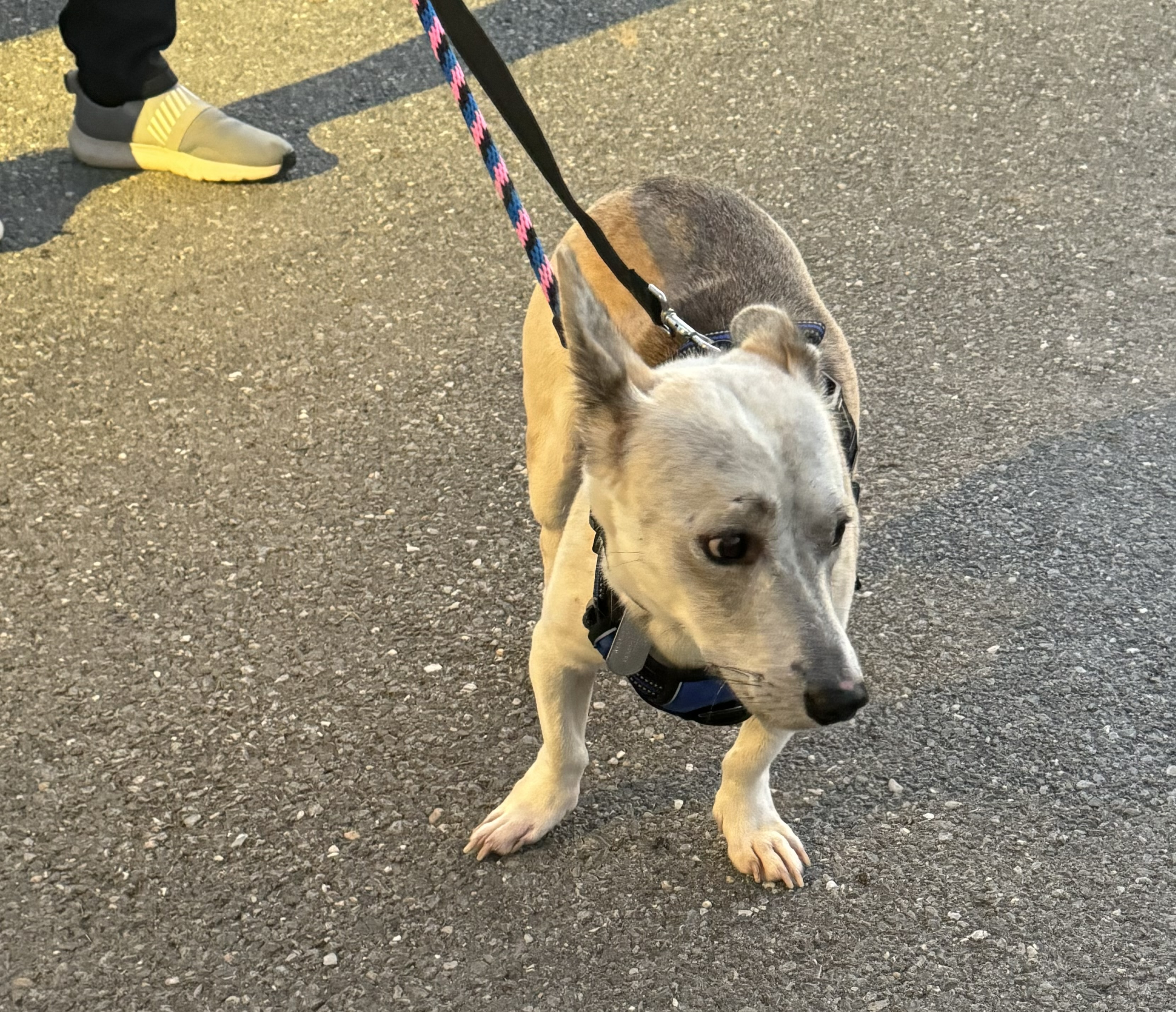 Adopt Skip Dog for adoption