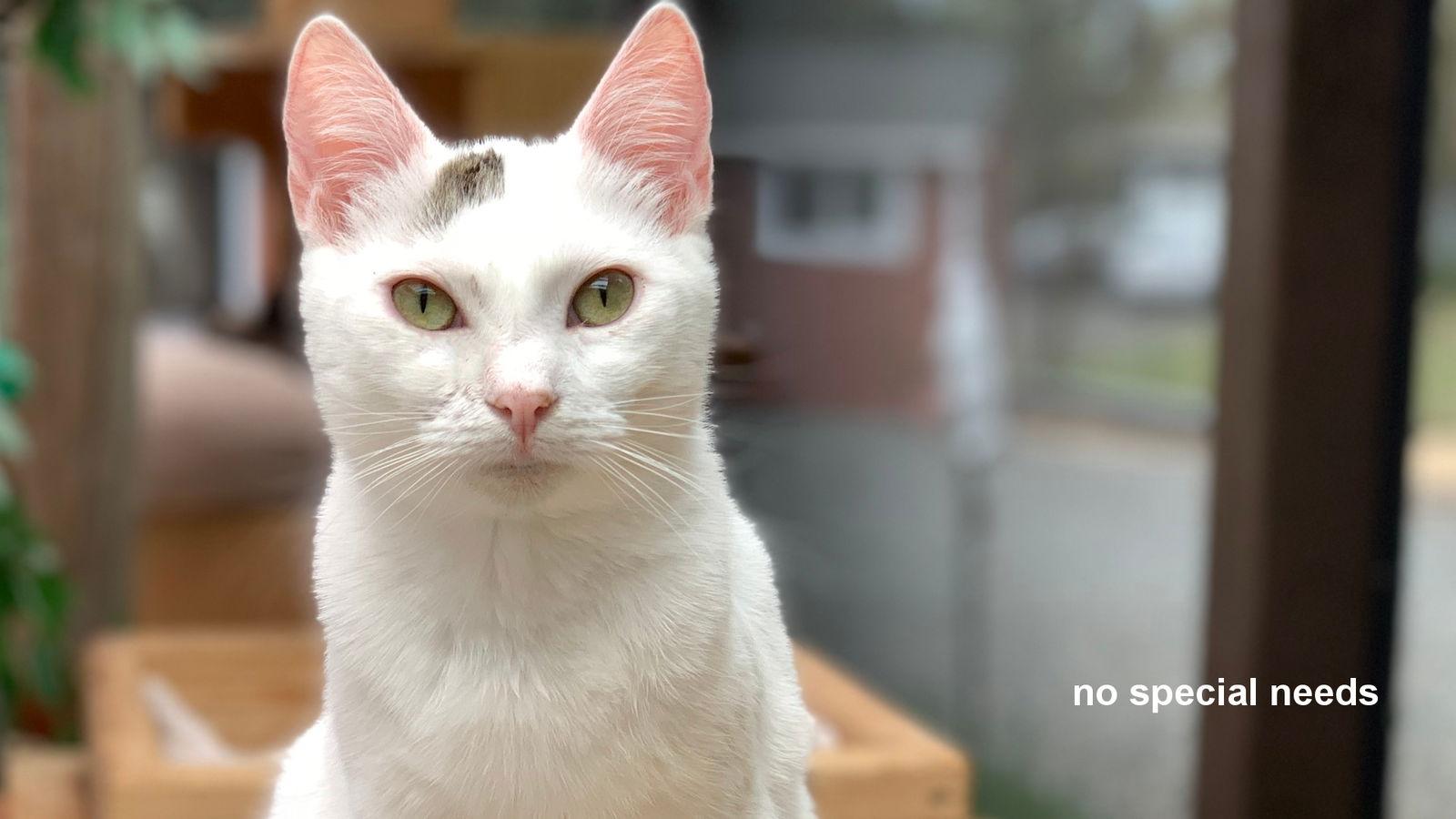 Bea, a Adoptable Domestic Short Hair in Santa Rosa, CA image 3/6