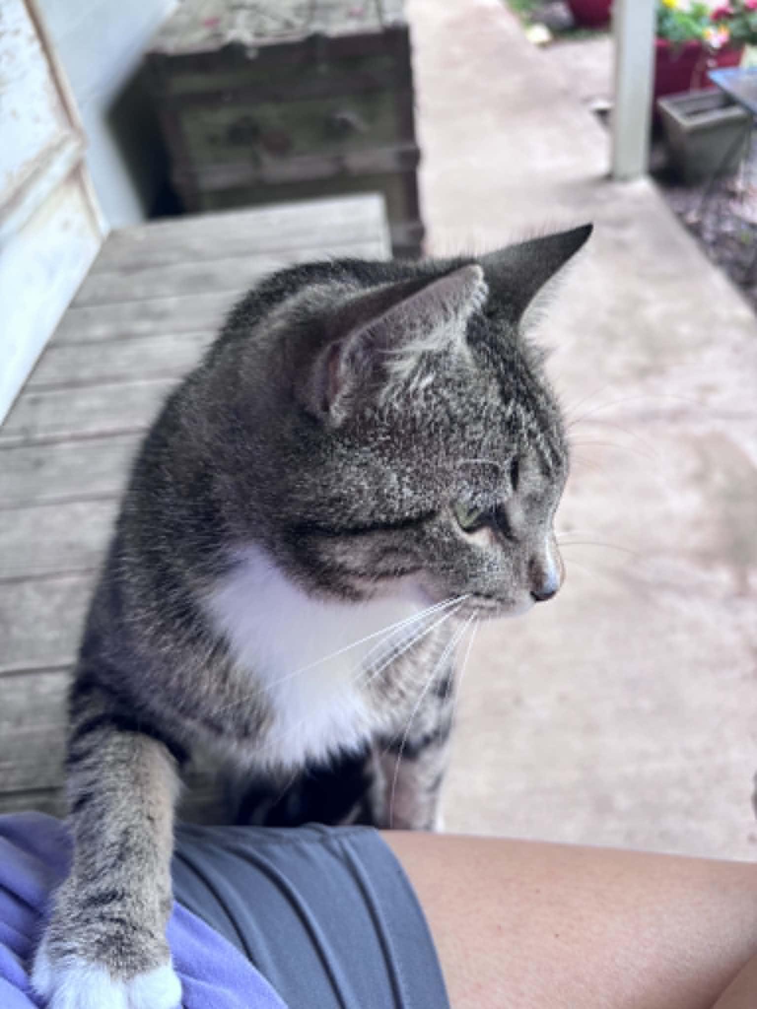 Enlarge Puss in Boots (PreAdoption ONLY), a Adoptable Domestic Short Hair in Allen, TX image 3/6