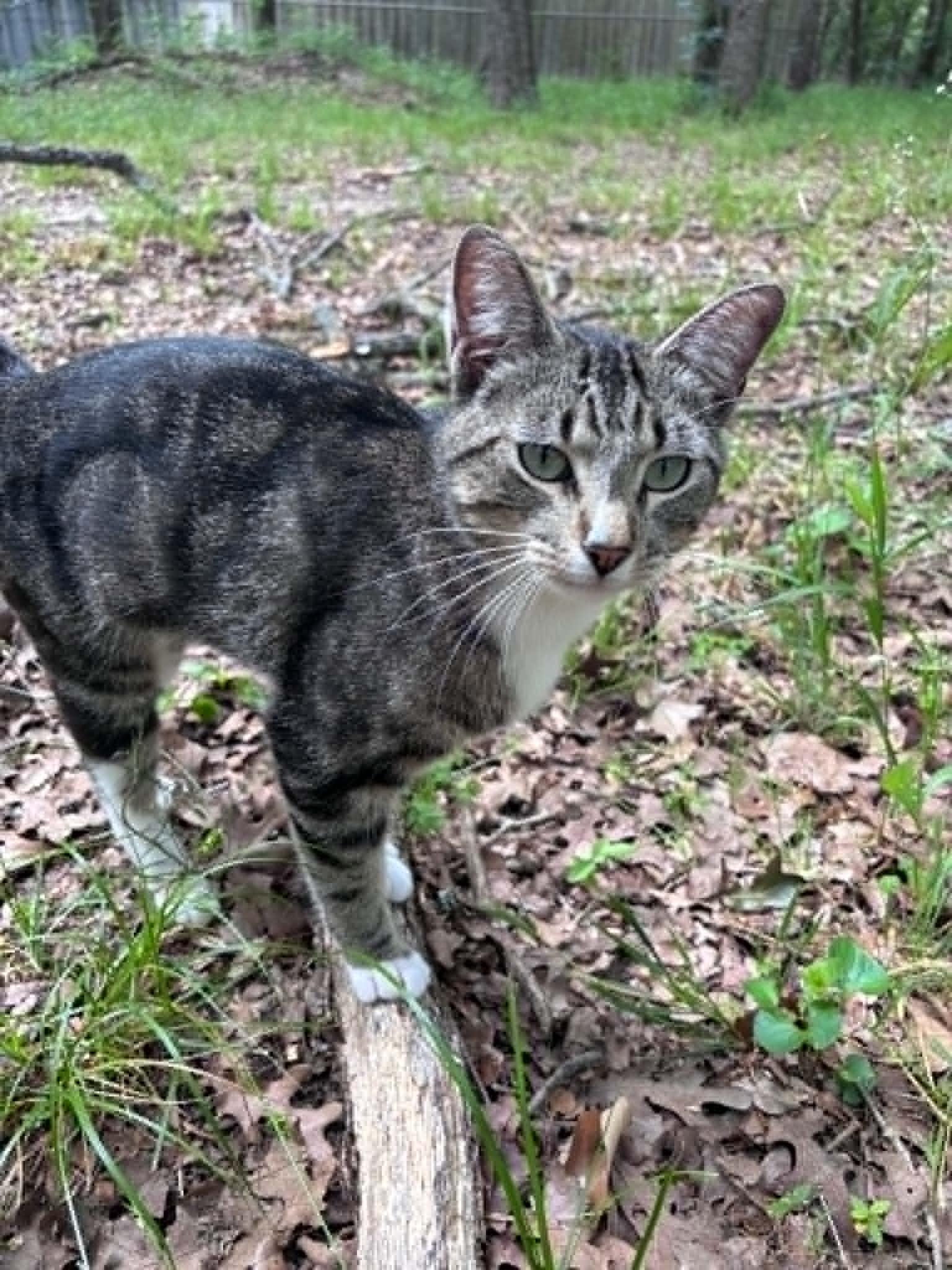 Enlarge Puss in Boots (PreAdoption ONLY), a Adoptable Domestic Short Hair in Allen, TX image 2/6