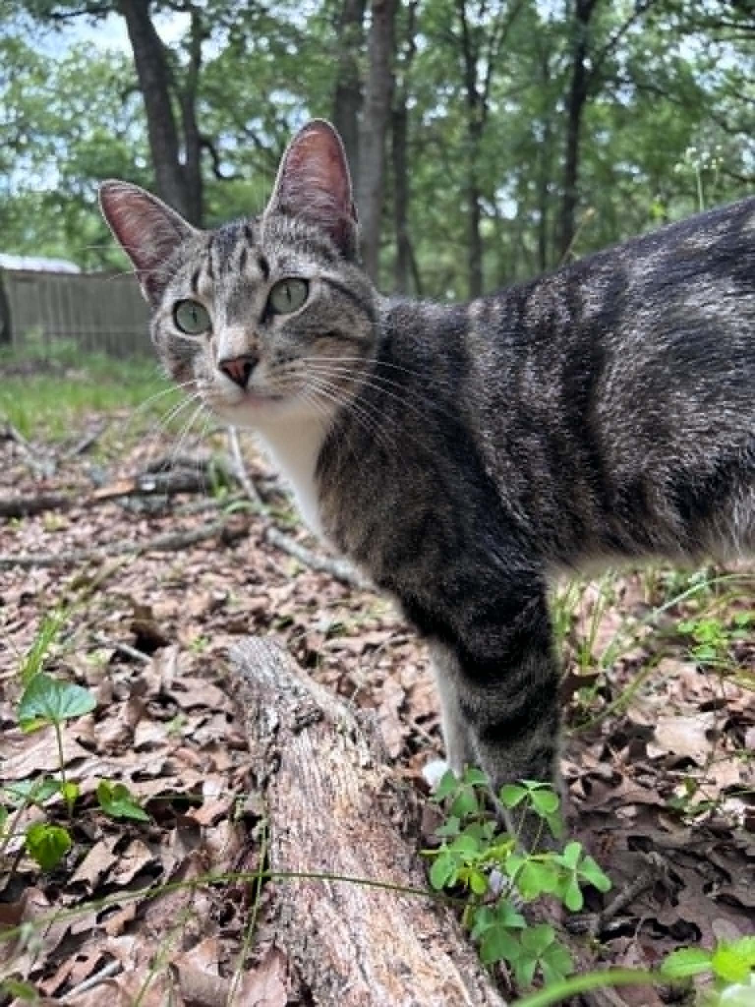 Puss in Boots (PreAdoption ONLY), Adoptable, Young Male Domestic Short Hair.