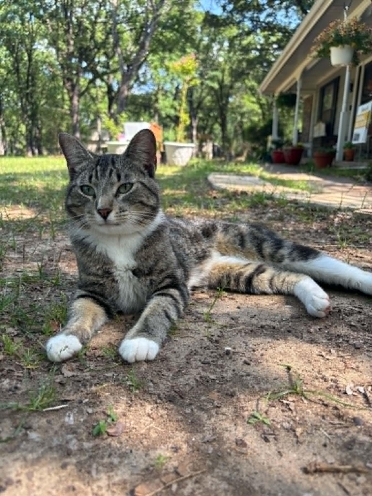 Enlarge Puss in Boots (PreAdoption ONLY), a Adoptable Domestic Short Hair in Allen, TX image 4/6