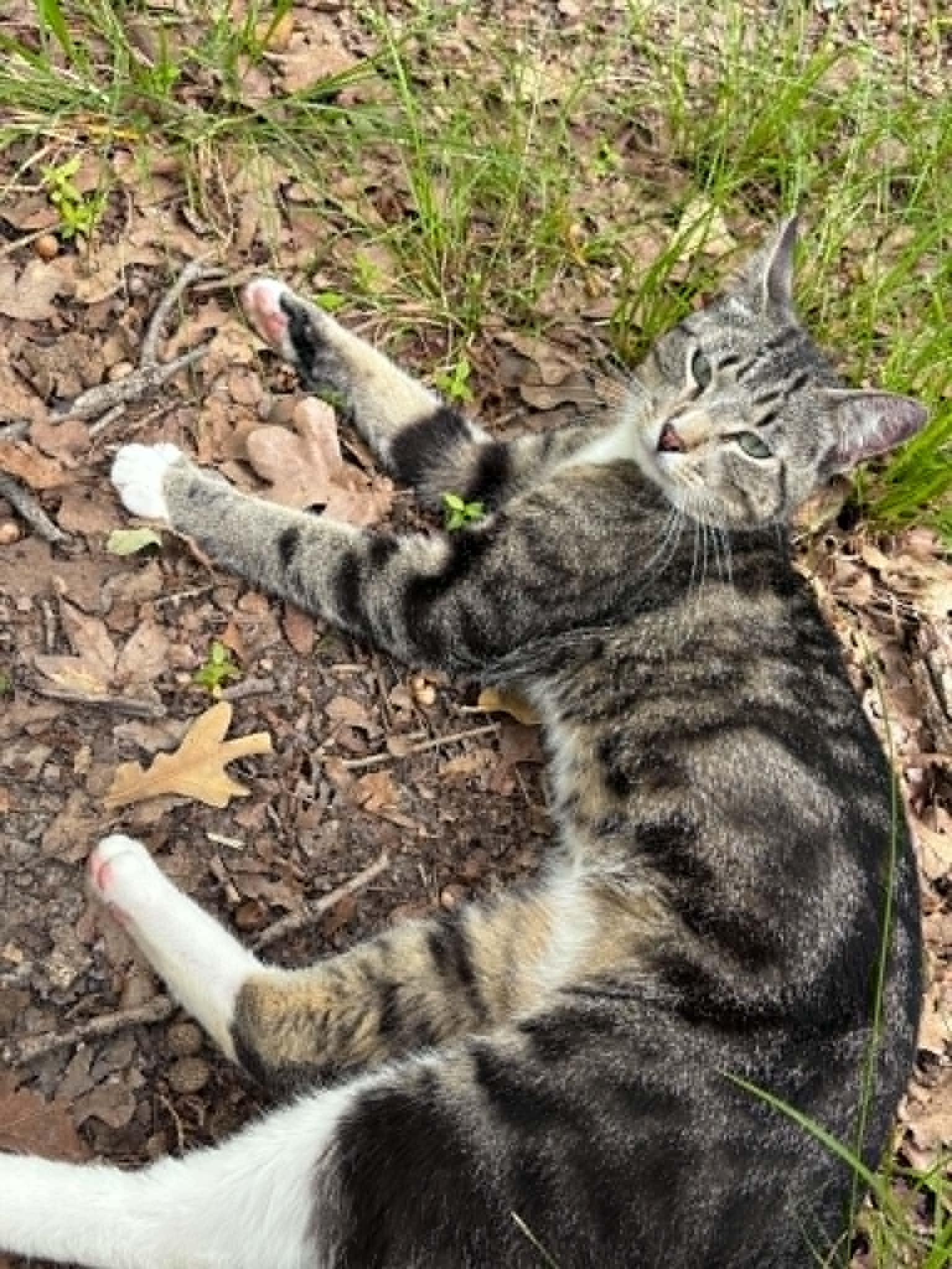 Enlarge Puss in Boots (PreAdoption ONLY), a Adoptable Domestic Short Hair in Allen, TX image 5/6