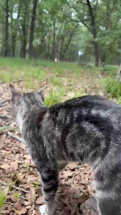 Enlarge Puss in Boots (PreAdoption ONLY), a Adoptable Domestic Short Hair in Allen, TX video 6/6
