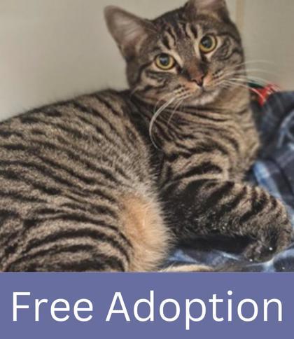 Enlarge Jameson, a Adoptable mixed breed in Grapevine, TX image 1/1