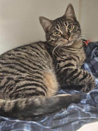 Enlarge Jameson, a Adoptable mixed breed in Grapevine, TX image 1/1