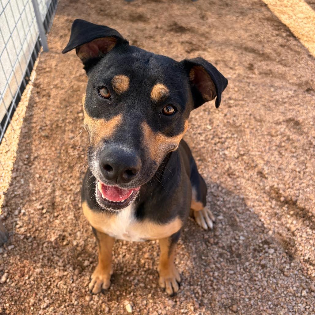 Enlarge Remi KCAC #414.26, a Adoptable mixed breed in Kerrville, TX image 1/5