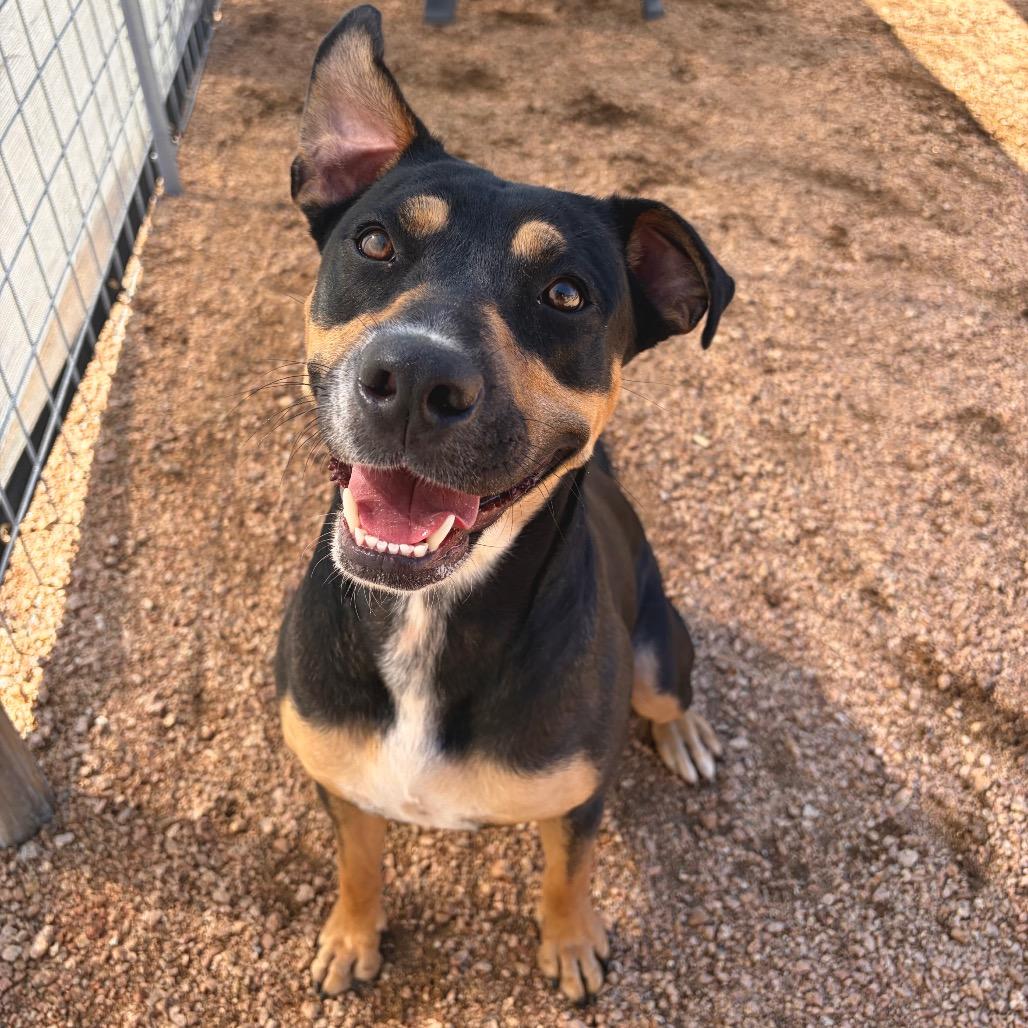Enlarge Remi KCAC #414.26, a Adoptable mixed breed in Kerrville, TX image 2/5