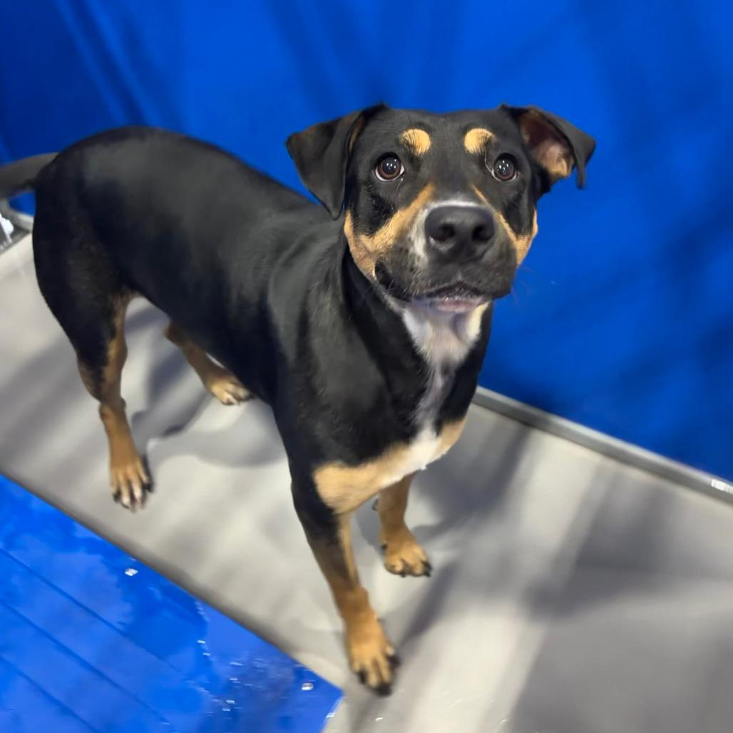 Remi KCAC #414.26, Adoptable, Adult Female Shepherd & Mixed Breed.