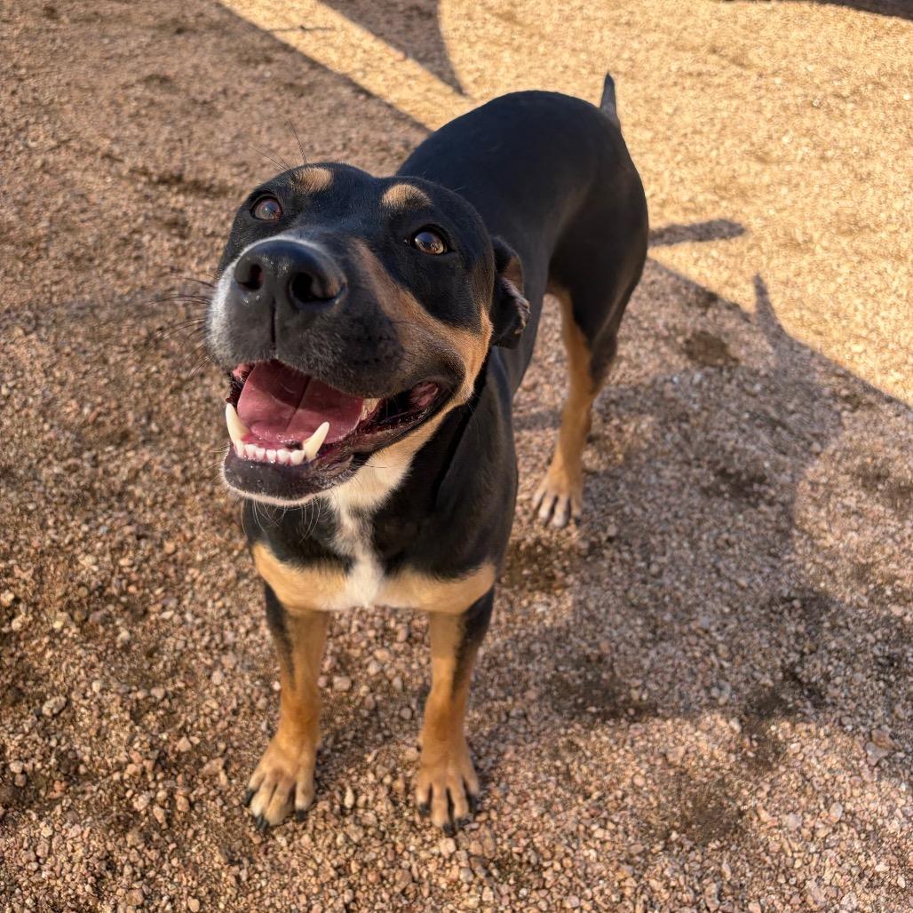 Enlarge Remi KCAC #414.26, a Adoptable mixed breed in Kerrville, TX image 3/5