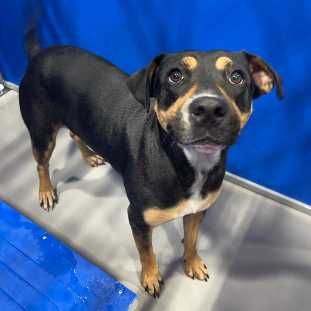 Enlarge Remi KCAC #414.26, a Adoptable mixed breed in Kerrville, TX image 5/5