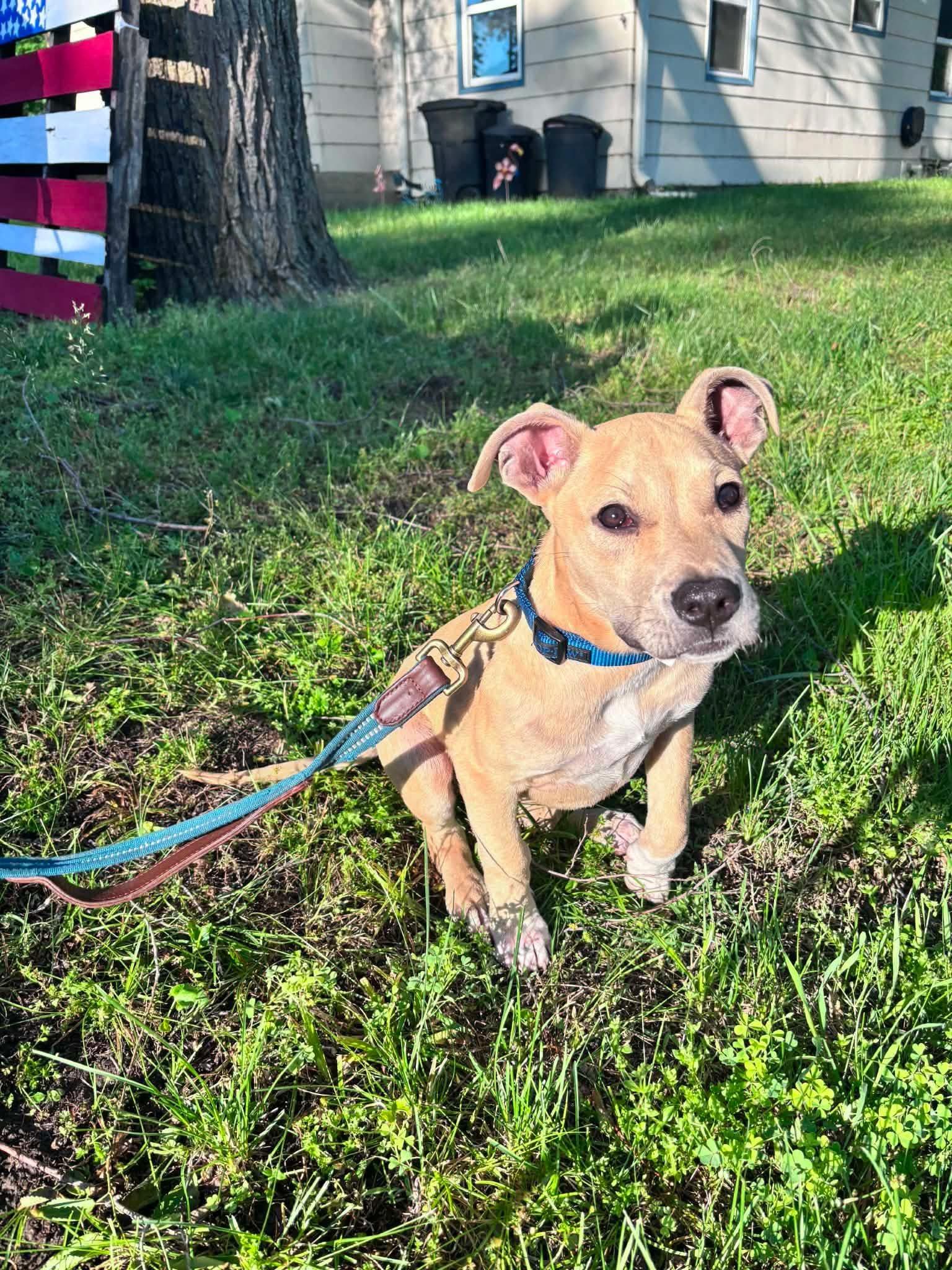 Theo, adopted, Puppy Male Mixed Breed.