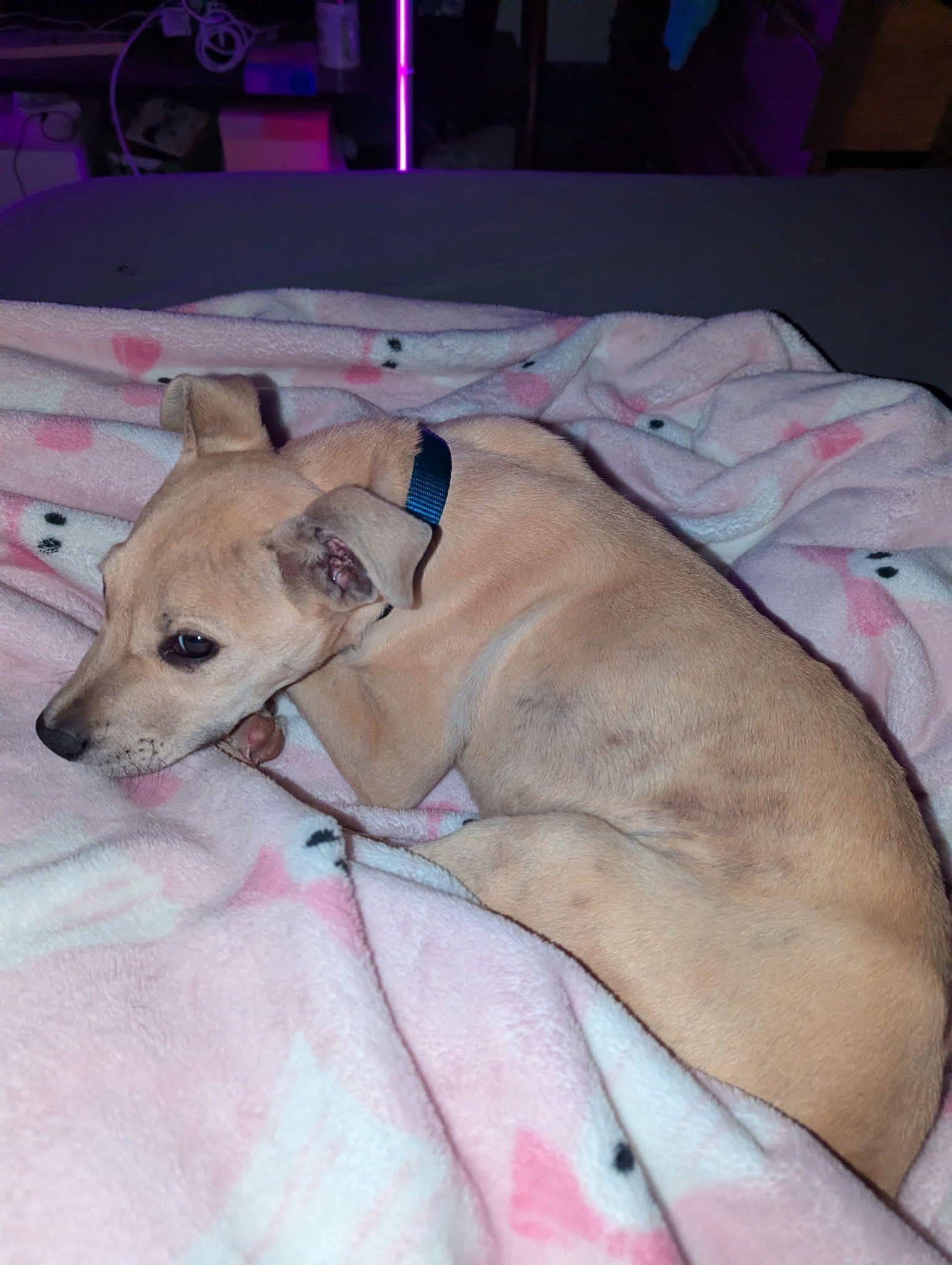 Enlarge Theo, an adopted Mixed Breed in Manhattan, KS image 4/6