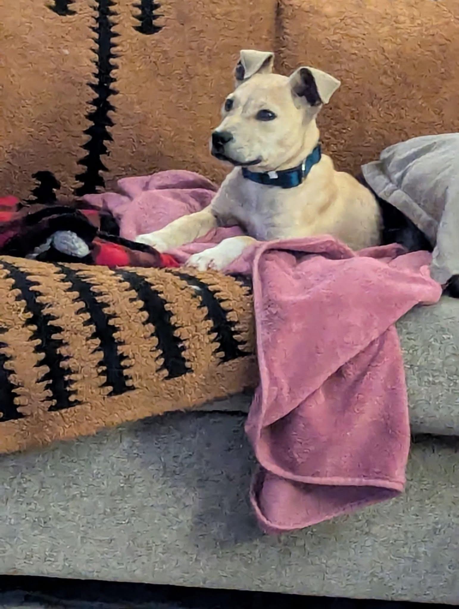 Enlarge Theo, an adopted Mixed Breed in Manhattan, KS image 3/6