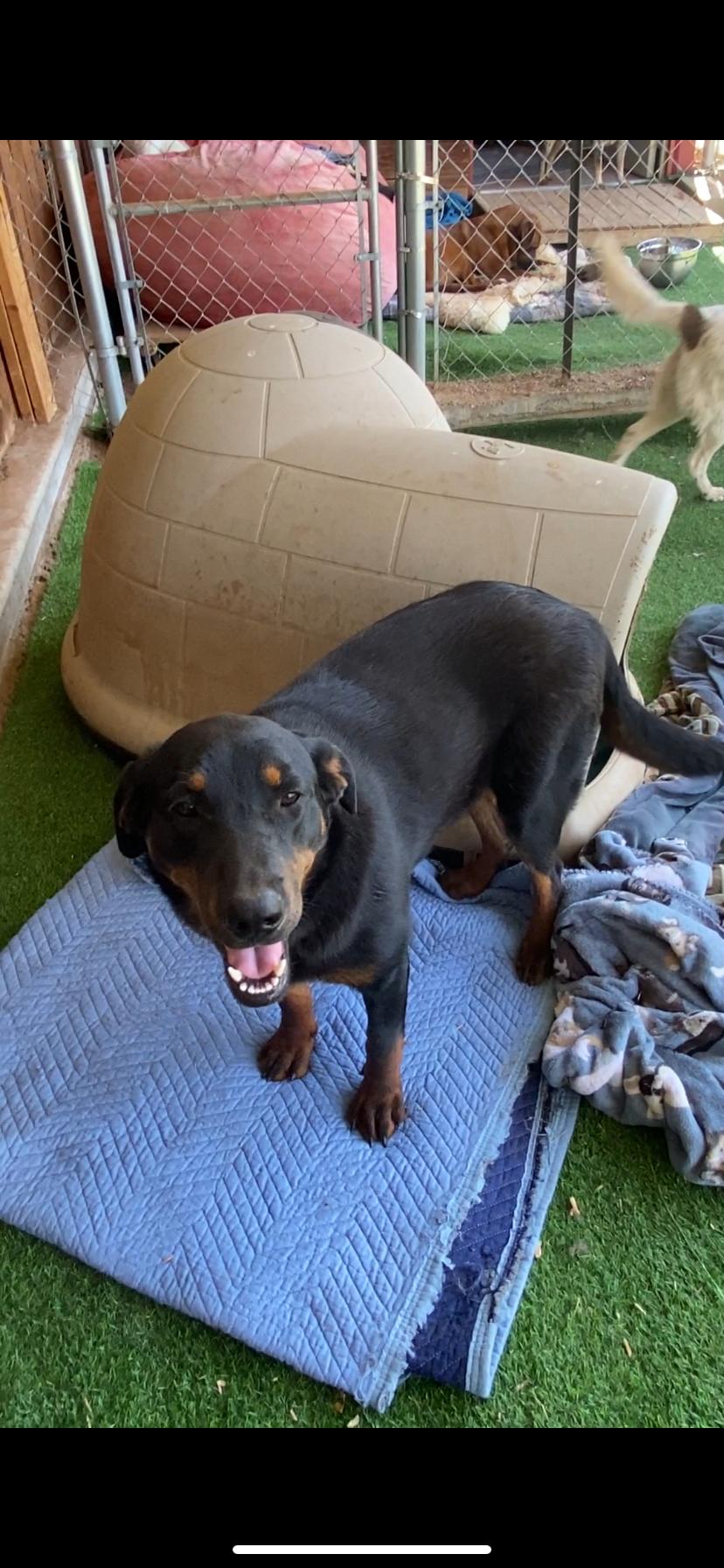 Enlarge Black Forest, a Adoptable mixed breed in Shallowater, TX image 1/3