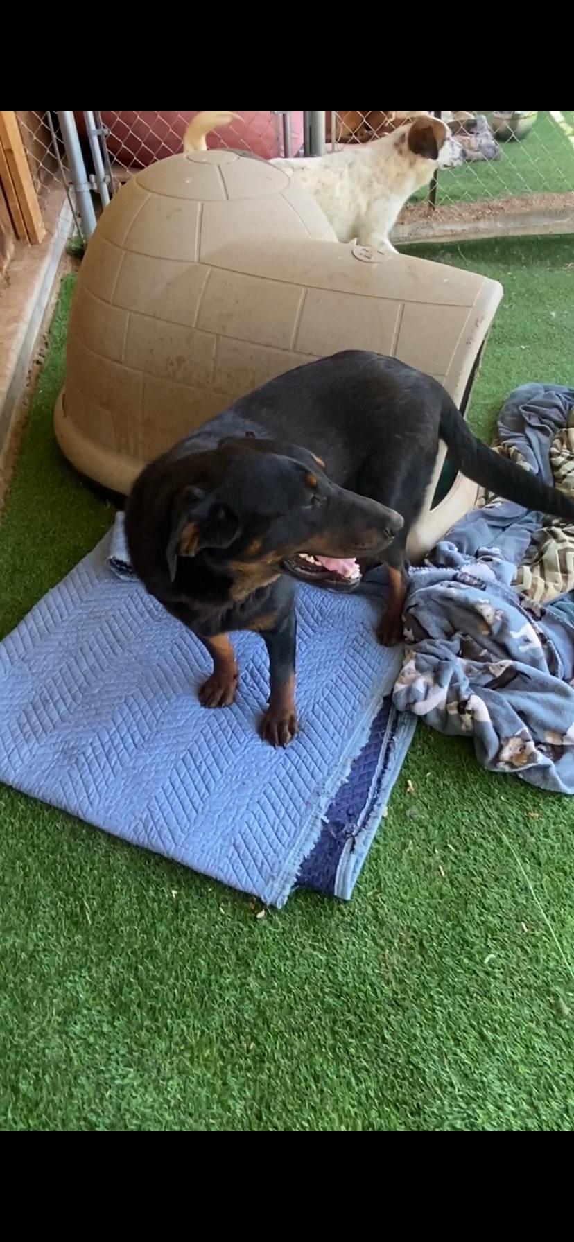 Enlarge Black Forest, a Adoptable mixed breed in Shallowater, TX image 2/3