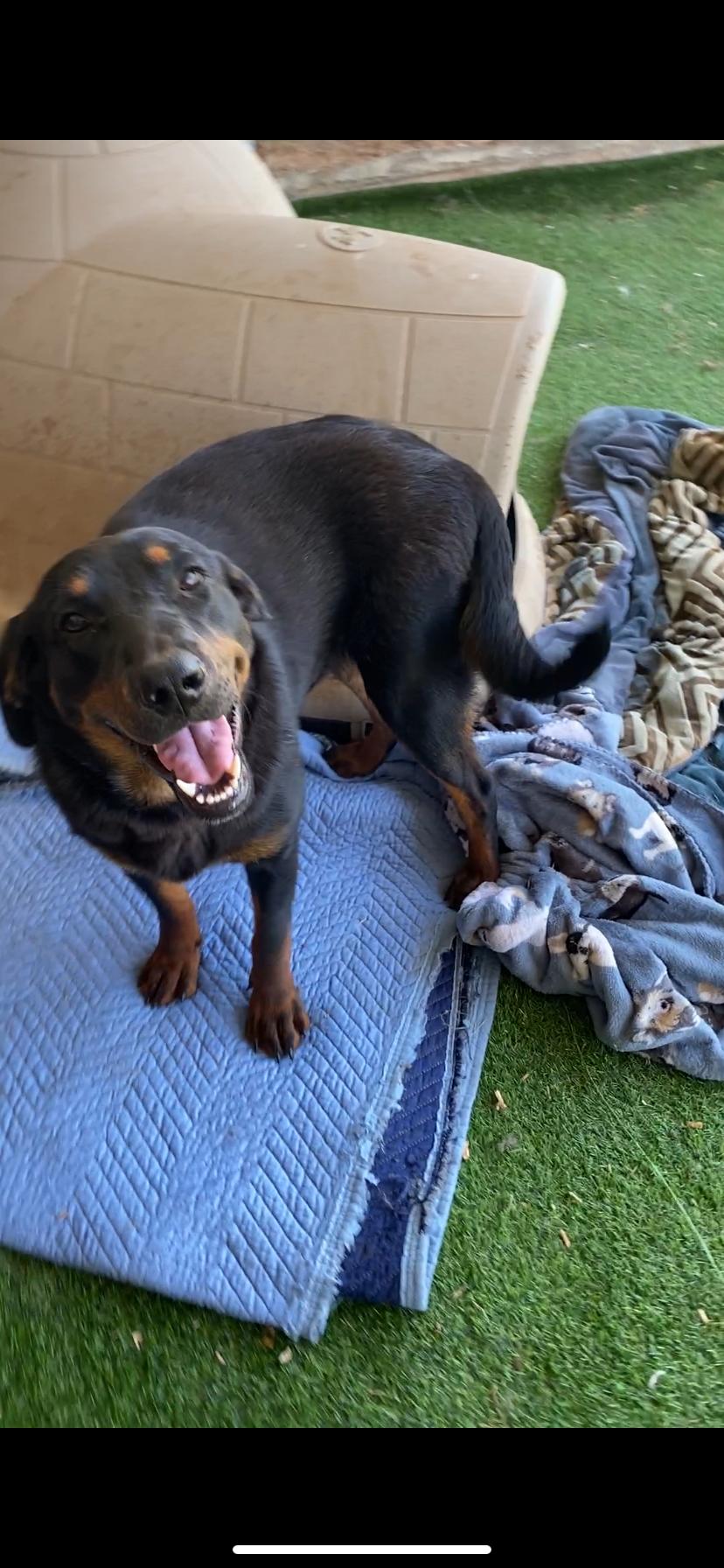 Enlarge Black Forest, a Adoptable mixed breed in Shallowater, TX image 3/3