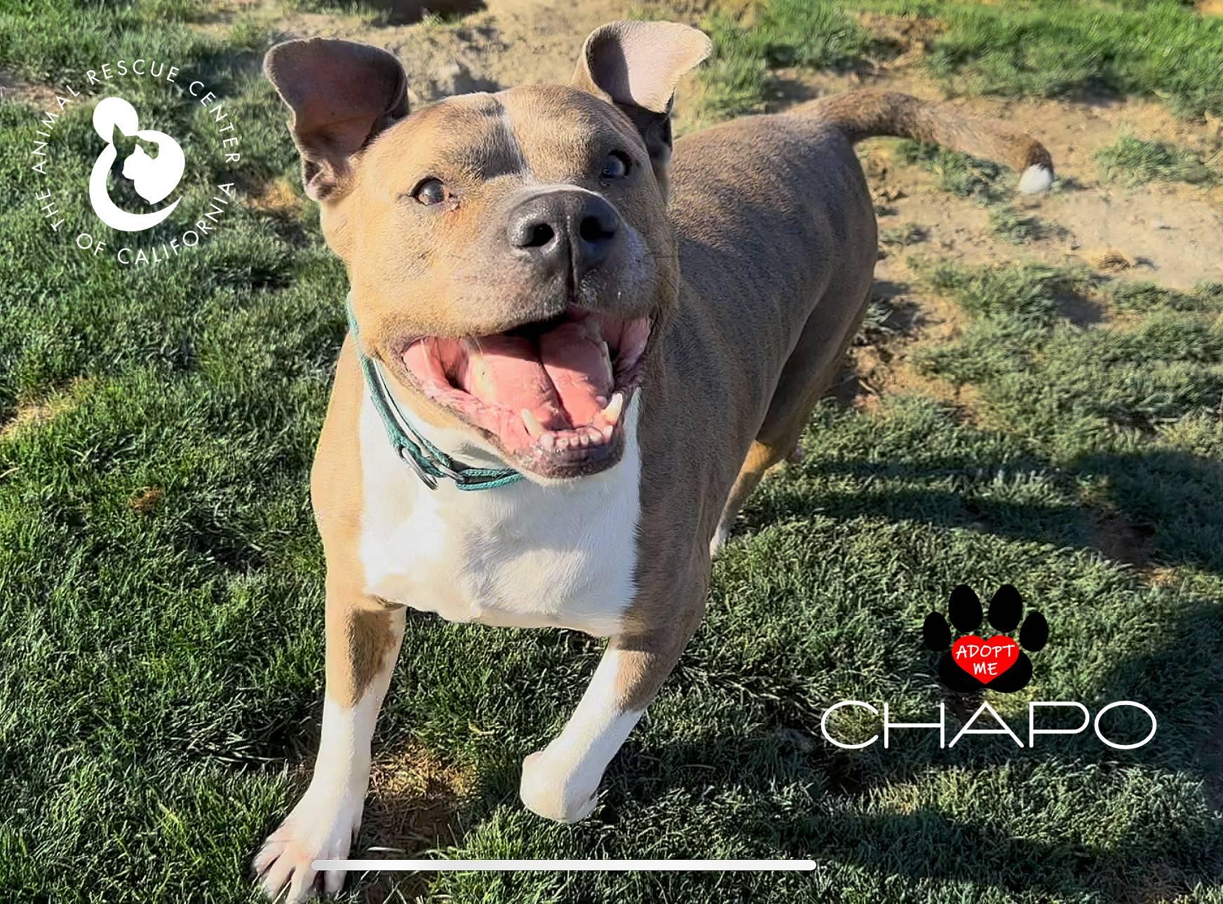 Chapo, a Adoptable Pit Bull Terrier in Coachella, CA image 2/3