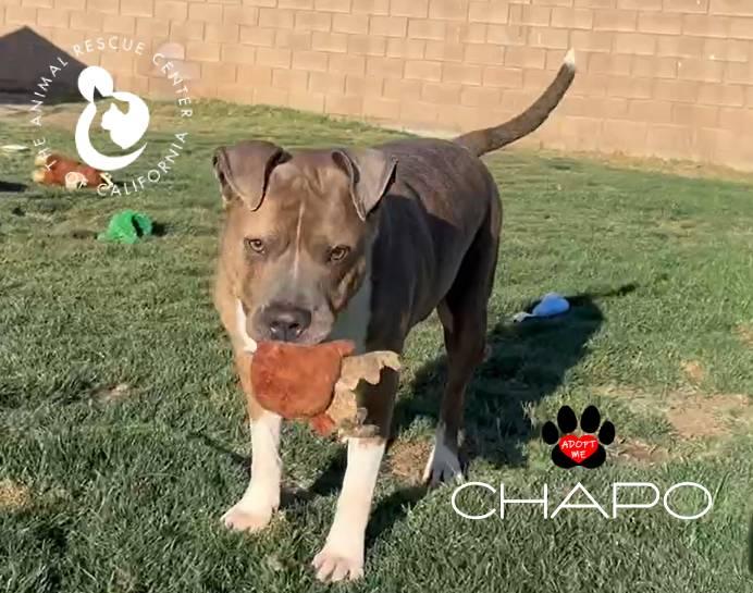 Chapo, a Adoptable Pit Bull Terrier in Coachella, CA image 3/3