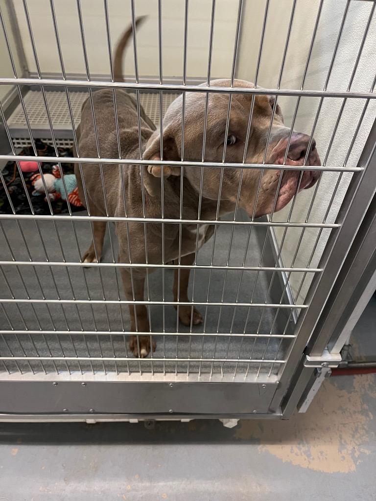 Meatball, Adoptable, Adult Male Mastiff.